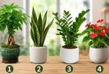 Chọn 1 chậu cây cảnh để xem con đường làm giàu của bạn đang có dấu hiệu gì, nên sửa gì?