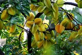 Nên trồng khế chua hay khế ngọt thì tốt cho phong thủy?