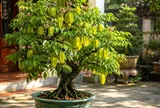 Người tuổi nào, mệnh nào được cho là "hưởng vía giàu sang tài lộc" khi trồng cây khế phong thủy?