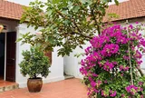 Người xưa dặn: 5 loại cây nên trồng trước nhà, vừa đẹp vừa mang ý nghĩa tốt lành