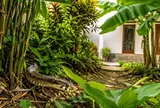Những cây dễ tạo nơi trú ẩn cho rắn, trồng trong nhà nên chú ý
