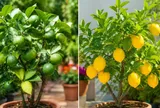 Trồng chanh trong chậu nên chọn chanh quả xanh hay chanh vàng Mỹ?