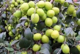 3 loại quả bán đầy chợ Việt, bệnh ung thư rất sợ nhưng nhiều người lại bỏ qua, giá từ 15.000 đồng/kg