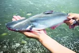 Nghề lạ ở Việt Nam: Nuôi loài cá có tên đẹp như hoa, vừa trắng vừa thơm, giúp nông dân vươn lên làm giàu