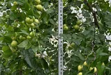 Loại quả xưa chín rụng đầy, nay thành đặc sản ở thành phố giá 200.000 đ/kg, trồng một lần thu hoạch nhiều năm