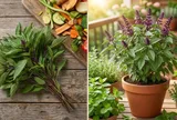 Cách trồng húng quế trong chậu bằng phần gốc bỏ đi, cây nhanh ra nhiều nhánh, thu hái quanh năm