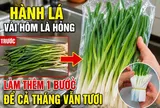 Hành lá vài hôm là hỏng, làm thêm 1 bước để cả tháng vẫn tươi