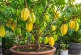 Trồng cây khế trong chậu: Mẹo hay để cây nhanh có quả,  quả chín vàng trĩu cành, không bị rụng sớm