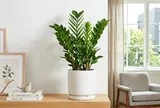 Vì sao nhiều người cho cây kim tiền vào 'danh sách đen', không trồng trong nhà?