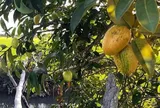 Loại quả mọc bờ rào xưa chín rụng đầy nay thành đặc sản giá 95.000 đ/kg, trồng một lần thu hoạch nhiều năm, du khách thích thú