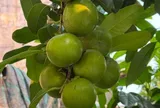 Loại quả xưa không ai biết đến, nay thành đặc sản được ưa chuộng giá 150.000 đ/kg, trồng một lần thu hoạch nhiều năm