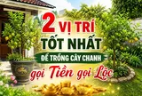 2 vị trí tốt nhất để trồng cây chanh gọi Tiền gọi Lộc