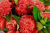 Có nên trồng cây Mẫu Đơn trước nhà không?