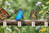 Trắc nghiệm: Hãy chọn 1 chú bướm bạn thấy ấn tượng nhất