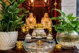Trồng cây ở ban thờ Thần Tài: Nên trồng thủy sinh hay trồng đất để hút may mắn hơn?