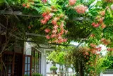 Trồng giàn sử quân tử, nhớ 6 điều này kẻo cây càng xanh tốt càng dễ sinh họa