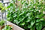 Trồng rau mồng tơi trong chậu, nhớ mẹo này thì nhà chật vẫn có rau xanh ăn đều