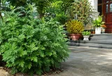 Vì sao người xưa khuyên trồng cây ngải cứu trước nhà?