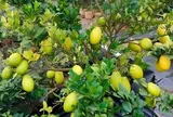 Cây ăn quả mọc ở bờ bụi lên chậu thành bonsai đẹp lạ, mang ý nghĩa phong thuỷ, giá đắt vẫn được "săn lùng"