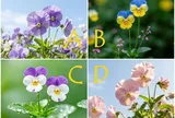 Trắc nghiệm: Người ấy “nghe lời” bạn vì yêu hay vì sợ? Chọn một bông hoa là rõ ngay