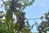 Loại quả xưa chín rụng đầy nay thành đặc sản giá 120.000 đ/kg, trồng một lần thu hoạch nhiều năm, người thành phố săn lùng