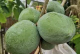 Loại quả xưa không ai biết đến, nay thành đặc sản ở thành phố giá 170.000 đ/kg, trồng một lần thu hoạch nhiều năm