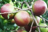 Loại quả mọc bờ rào xưa chín rụng đầy nay thành đặc sản 80.000 đ/kg, trồng một lần thu hoạch nhiều năm, du khách thích mê