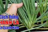 Cách trồng hành nhanh đẻ nhánh, cây khỏe lá ra quanh năm