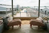 Giá heo hơi hôm nay 19/8: Chạm đáy 1 năm, liệu đã đến lúc bật tăng trở lại?