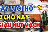 5 vị trí trồng cây lưỡi hổ sinh lộc đầy nhà