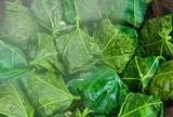 Món xưa "nhà nghèo" ăn đến chán ngán, nay thành đặc sản trong nhà hàng giá 45.000 đ/kg, người thành phố ưa chuộng