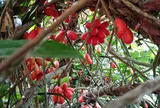 Loại quả xưa chín rụng đầy gốc nay thành đặc sản 250.000 đ/kg, trồng một lần thu hoạch nhiều năm, du khách thích thú