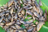 13 loại cá nước ngọt dân dã ở Việt Nam, giàu protein và Omega-3, bà nội trợ thấy nên mua về cho cả nhà dùng