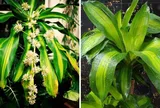 3 vị trí tốt nhất trồng cây Thiết Mộc Lan