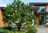 Cách bón phân giúp cây bưởi cho quả to, căng tròn, ngọt lịm
