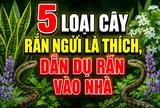 5 loại cây rắn ngửi là thích, dẫn dụ rắn vào nhà