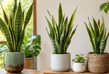 Người tuổi nào, mệnh nào hợp trồng cây lưỡi hổ phong thủy? Đặt đúng chỗ, hút tài lộc và may mắn