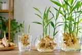 Trồng gừng thủy sinh: Đừng quên điều này để cây khỏe không sợ vàng lá, nhiều nhánh nhiều củ