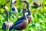 Nghề lạ ở Việt Nam: Nuôi loài "bay như chim", cứ tới mùa là đẻ sòn sòn, nông dân thu lãi đậm