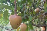 Loại quả xưa chín rụng đầy gốc nay thành đặc sản 85.000 đ/kg, trồng một lần thu hoạch nhiều năm, khách thành phố ưa chuộng