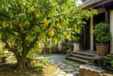 Cách chọn vị trí đặt cây khế phong thủy: Vừa làm đẹp không gian, vừa được xem là nơi hút vận may