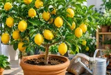 Cách trồng cây chanh vàng Mỹ trong chậu cho nhiều quả, cây khỏe, trái sai quanh năm