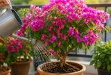 Chậu hoa giấy sợ nhất 2 thứ này, sửa ngay kẻo cây chỉ tốt lá mà chẳng chịu ra hoa