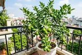 Người thuộc 2 mệnh này hợp trồng cây chanh nhất