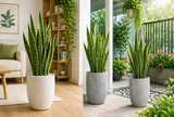 Trồng cây lưỡi hổ phong thủy nên đặt trong nhà hay ngoài trời?