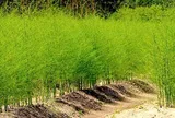 Loại rau lớn nhanh như thổi, giàu dưỡng chất, trồng một lần thu hoạch nhiều năm giúp nông dân đổi đời