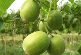 Loại quả mọc bờ rào xưa ít người biết đến, nay thành đặc sản được ưa chuộng giá 250.000 đ/kg, trồng một lần thu hoạch nhiều năm