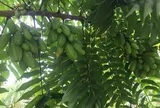 Loại quả xưa chín rụng đầy gốc nay thành đặc sản 160.000 đ/kg, trồng một lần thu hoạch nhiều năm, du khách thích mê