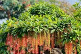 3 vị trí tốt nhất để trồng cây lộc vừng