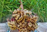 Cách trồng gừng nhanh mọc mầm, củ sai rúc rích